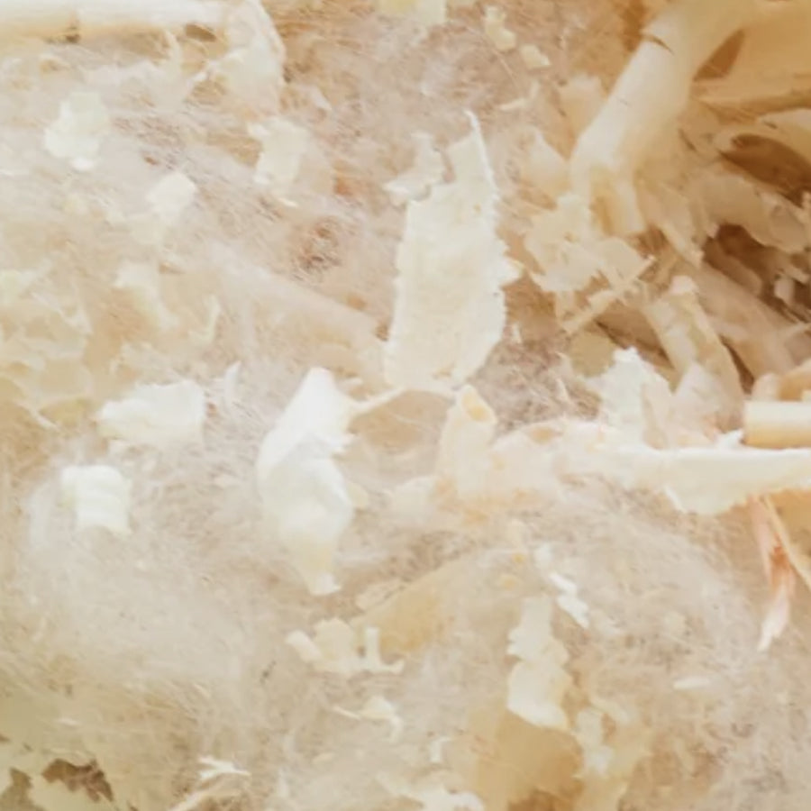 Guanciale Naturale al Pino Cembro misto Lana di Pecora (80x40cm)